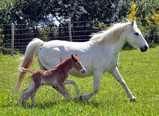 club de rencontre equestre
