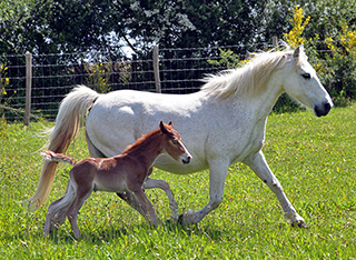 Nouveau-né et sa maman à la Ferme Equestre de Baden