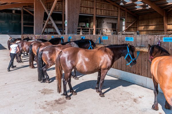 Les chevaux et poneys au centre équestre