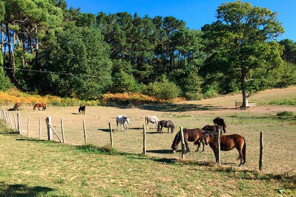 Les chevaux et les poneys dans les prairies du domaine