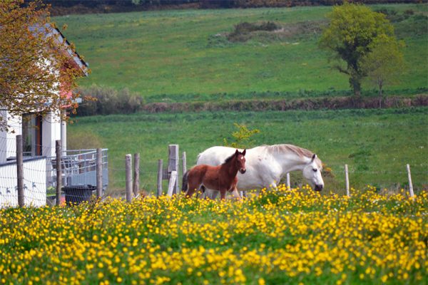 Les Hauts de Toulvern