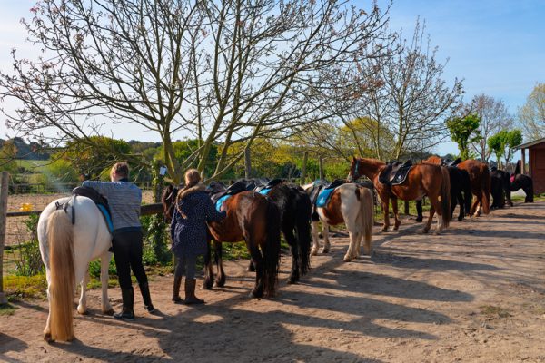 Une vaste cavalerie pour tout âge et tout niveau