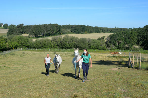 Aller chercher les chevaux au pré