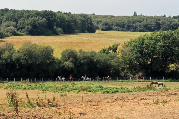 Balade à poney au bord de l'étang