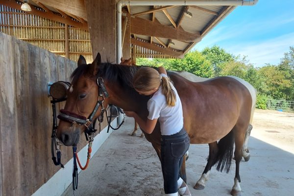 Câlin aux chevaux