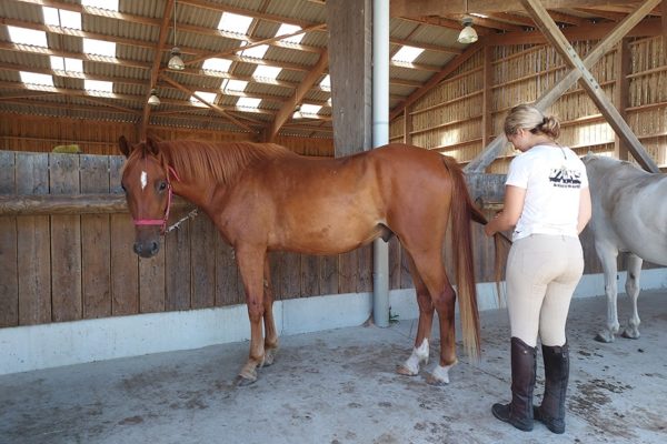 Soin aux chevaux